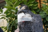 Falco pellegrino ferito da sparo