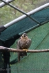 Falco Pellegrino in cura
