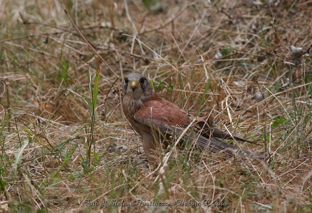 Il gheppio sul monte Cinto