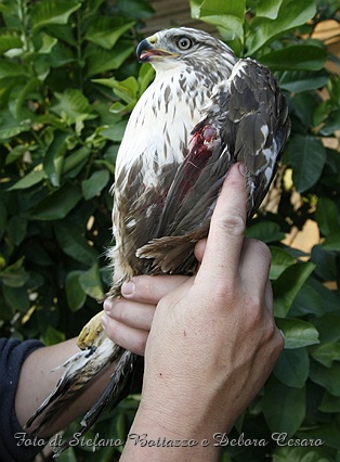 Poiana ferita da arma da sparo